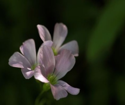 315曝光不合格藻油dha