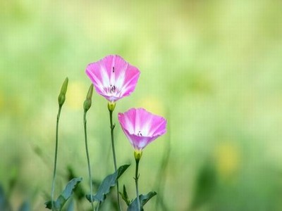 樱花成视频yh人入口