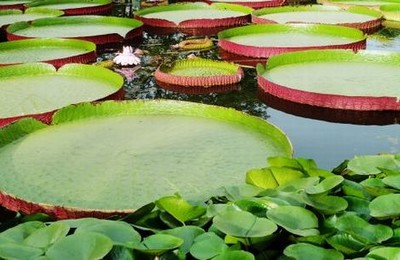 清晰国语对话视频大神