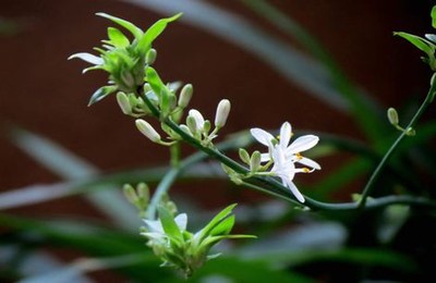 芒果免费新版在线观看