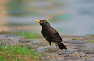 苹果高清版免费观看