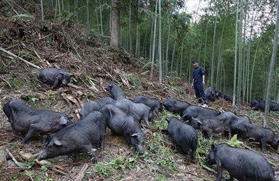 范冰冰《苹果》在线观看