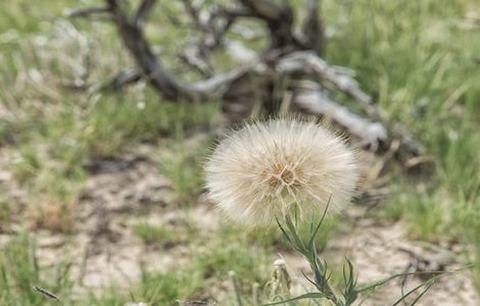 阴茎直径35毫米粗